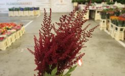 Astilbe