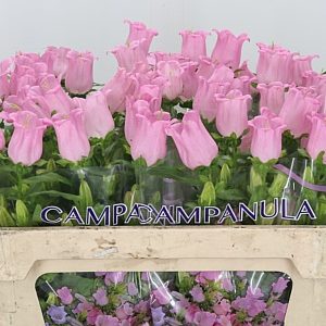 Campanula Champion Pink
