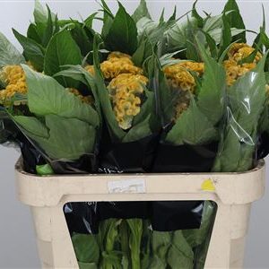 Celosia C Act Inca