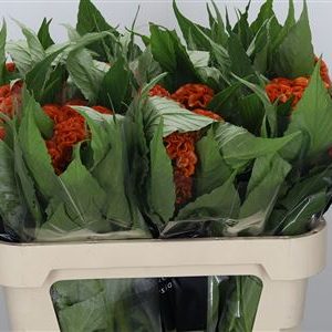 Celosia C Act Zara