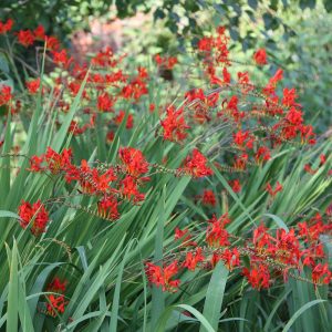 Crocosmia Lucifer