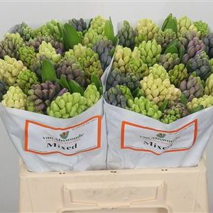 Hyacinthus Mixed 5 culori