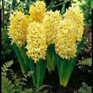 Hyacinthus Yellow Queen