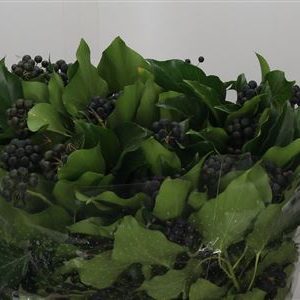 Hedera Legatura