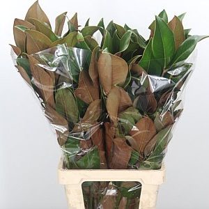 Frunze Magnolia