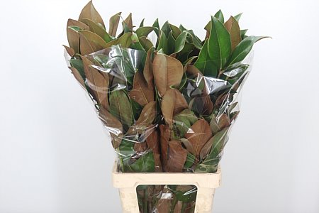 Frunze Magnolia