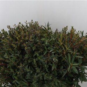 Eucalipt Parvifolia