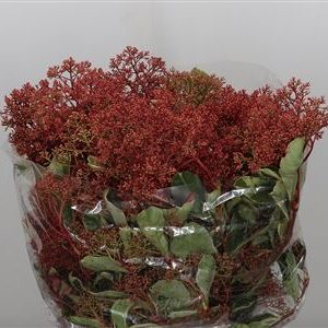 Photinia