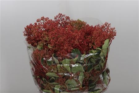 Photinia