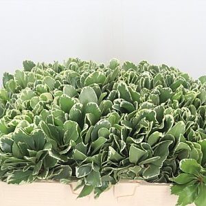 Pittosporum Ian