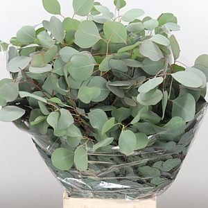 Eucalipt Populus
