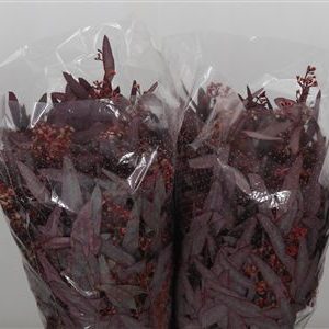 Eucalipt Populus Red