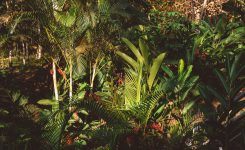 Plante de Exterior Engross – Plante Ornamentale de Grădină Rezistente