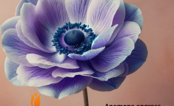 Anemone engross – vanzare flori engross