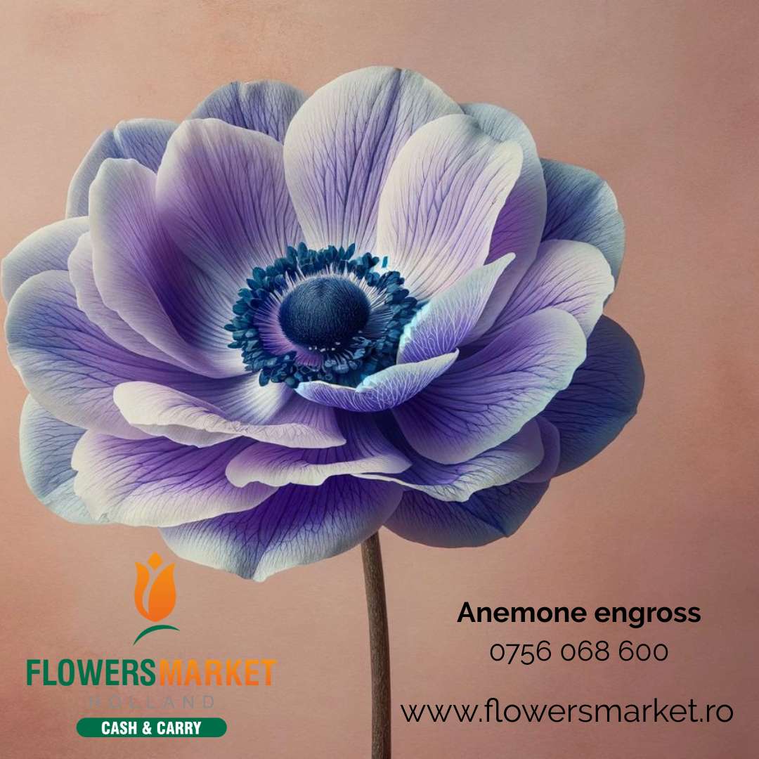 anemone flori engross