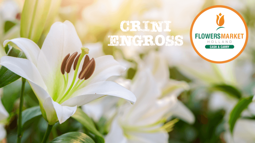 crini engross, florar, florarie, depozit flori engross, crini la pachet