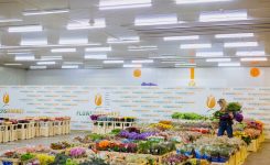 Flowers Market Holland Celebrează 11 Ani de Excelență în Industria Florilor din România 🌸
