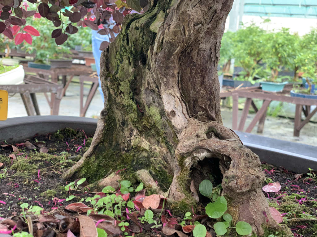 bonsai loropetalum, gradina de lux, cum uzi bonsaii loropetalum