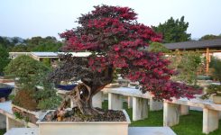 Bonsai Loropetalum – Eleganță și rafinament pentru colecția ta de bonsai