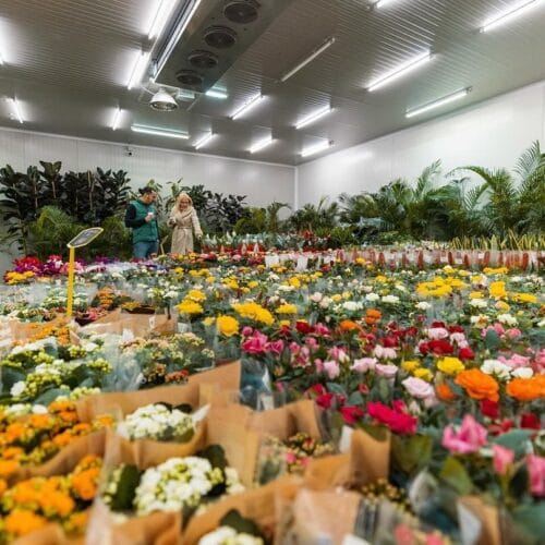 Cum optimizezi aprovizionarea florăriilor online cu flori și plante de la Flowers Market Holland