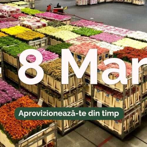 Depozit flori angro București pentru 1 și 8 Martie – program NON STOP la Flowers Market Holland