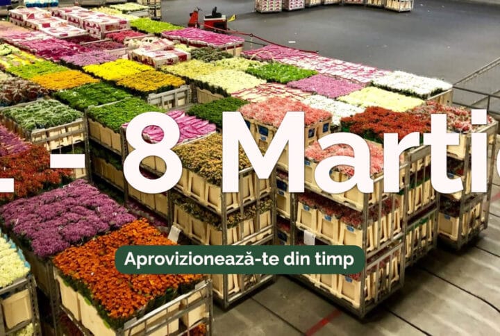 Depozit flori angro București pentru 1 și 8 Martie – program NON STOP la Flowers Market Holland