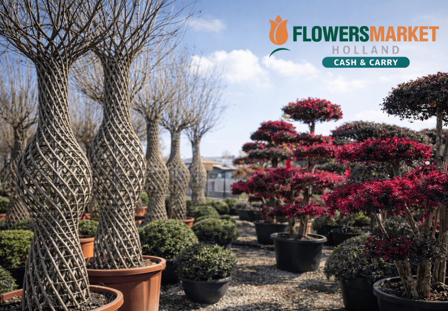 garden center bucuresti, plante de exterior pentru gradini de lux