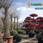 Cum să alegi plantele de grădină rezistente pentru sezonul de vară: recomandări Flowers Market Holland