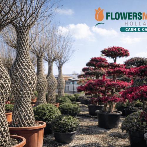 Cum să alegi plantele de grădină rezistente pentru sezonul de vară: recomandări Flowers Market Holland