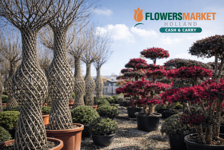 Cum să alegi plantele de grădină rezistente pentru sezonul de vară: recomandări Flowers Market Holland