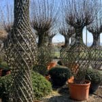 garden center bucuresti, plante de exterior