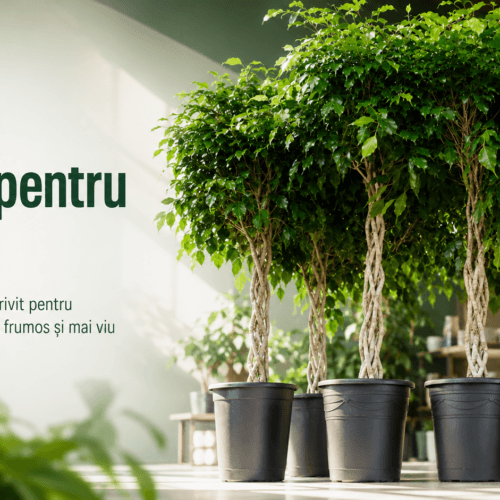 Plante pentru birou: cum alegi verdele potrivit pentru un spațiu de lucru mai frumos și mai viu