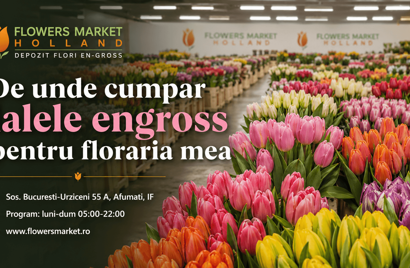 lalele engross pentru florarie