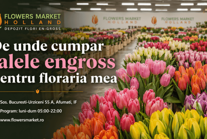 De unde poți cumpăra lalele en-gros pentru florăria ta