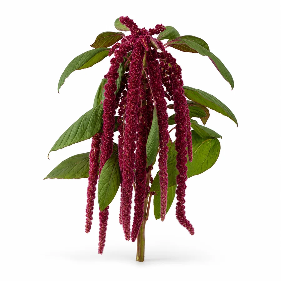 Amarantus (Amaranthus caudatus) pe fundal alb