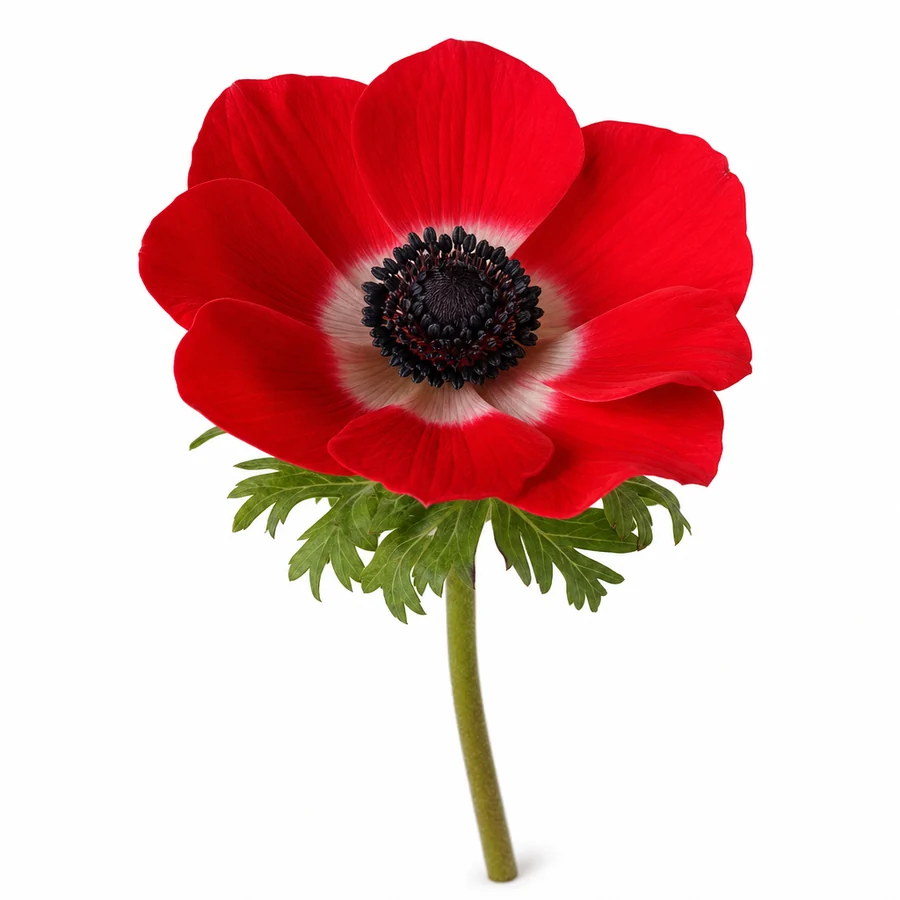 Anemona (Anemone coronaria) pe fundal alb