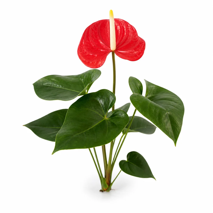Anthurium (Anthurium andraeanum) pe fundal alb