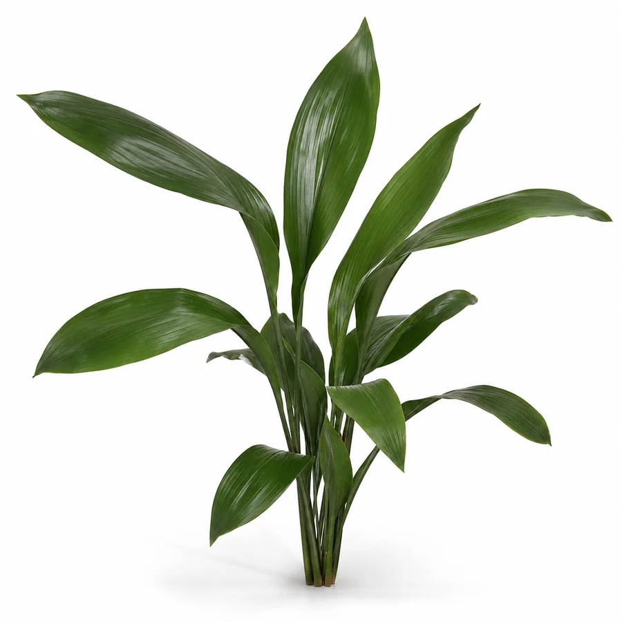 Aspidistra (Aspidistra elatior) pe fundal alb