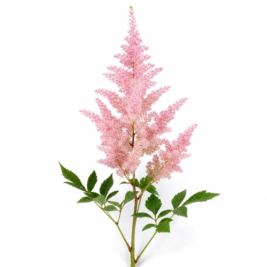 Astilbe (Astilbe) pe fundal alb