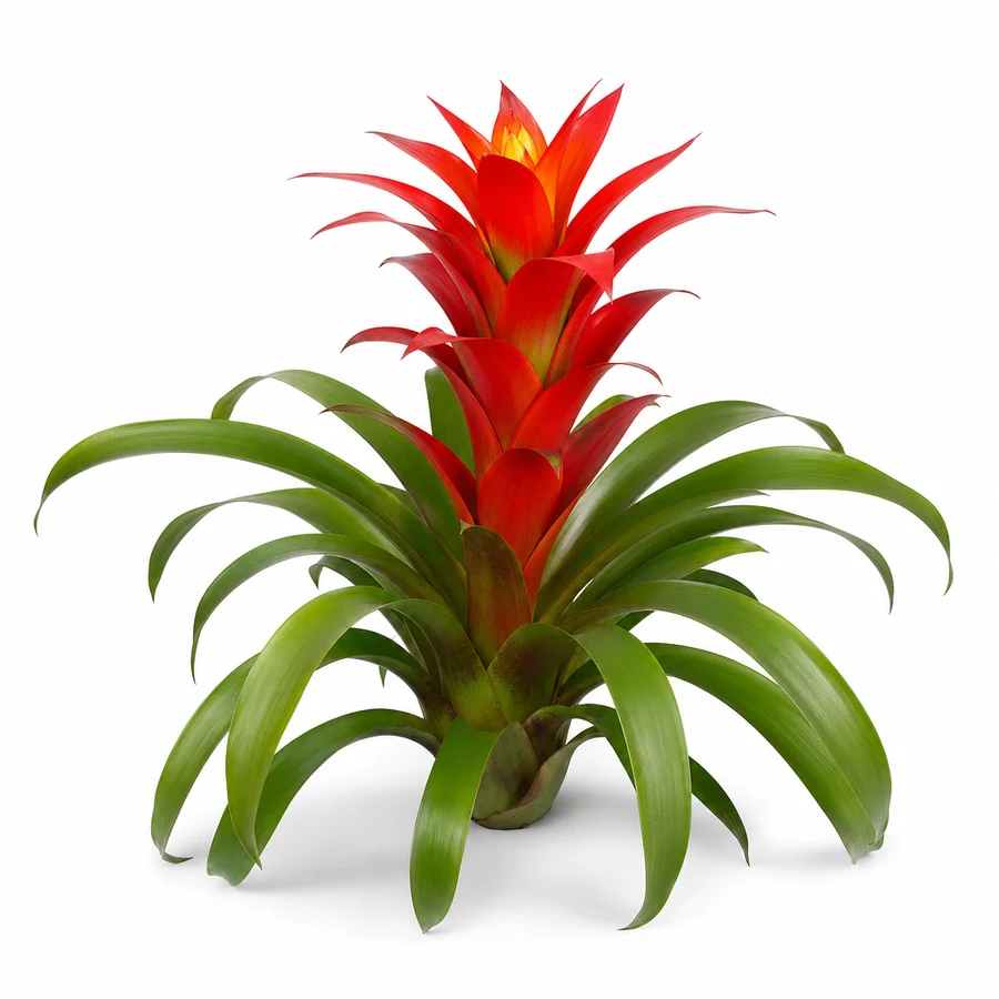 Bromelia (Bromeliaceae) pe fundal alb