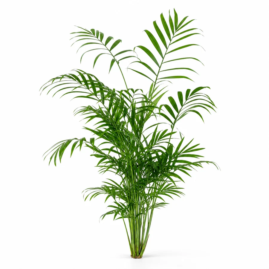 Chamaedorea (Chamaedorea elegans) pe fundal alb