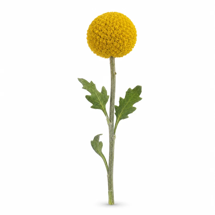 Craspedia (Pycnosorus globosus) pe fundal alb