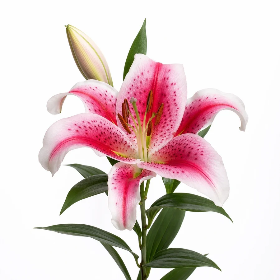 Crin (Lilium) pe fundal alb