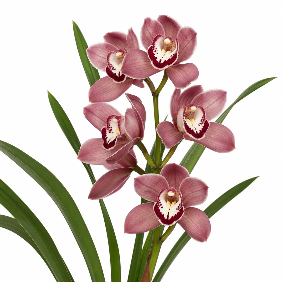 Cymbidium (Cymbidium) pe fundal alb