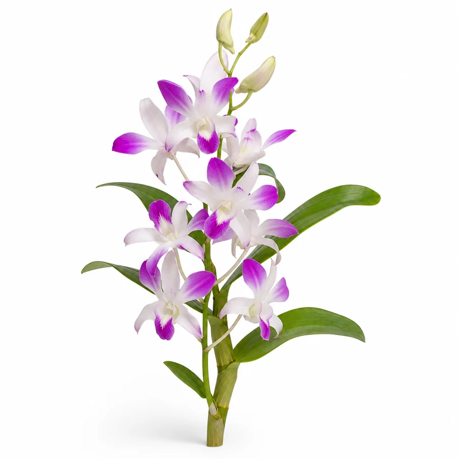 Dendrobium (Dendrobium) pe fundal alb