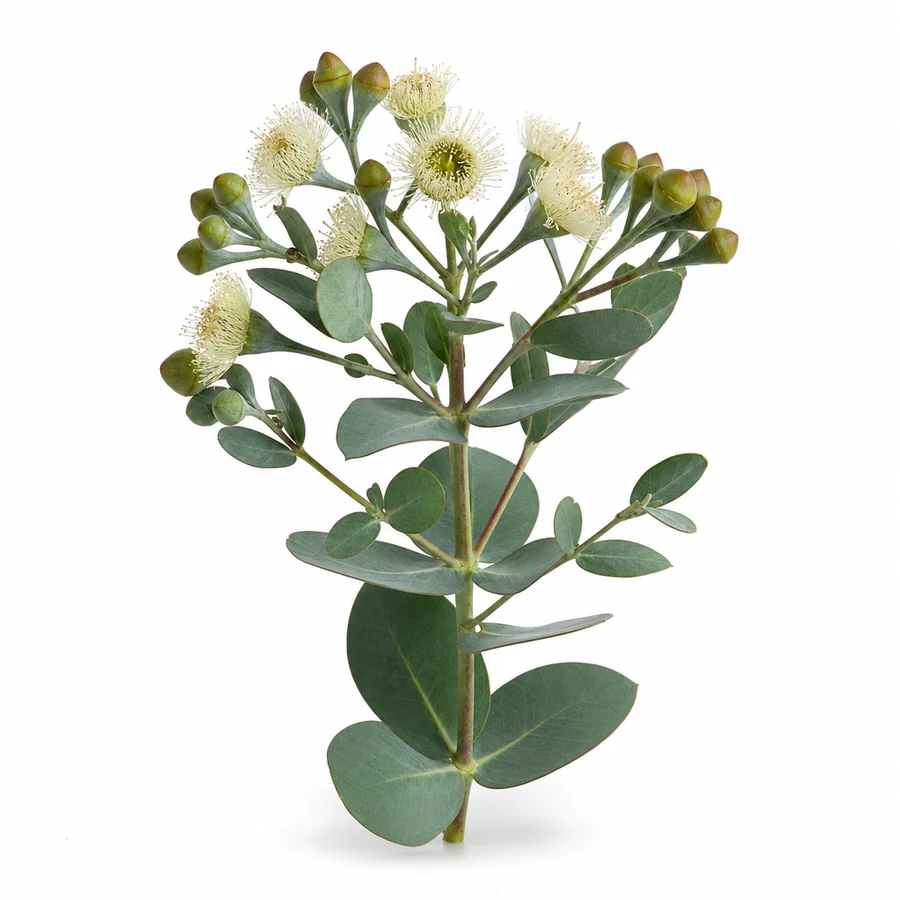 Eucalipt (Eucalyptus) pe fundal alb