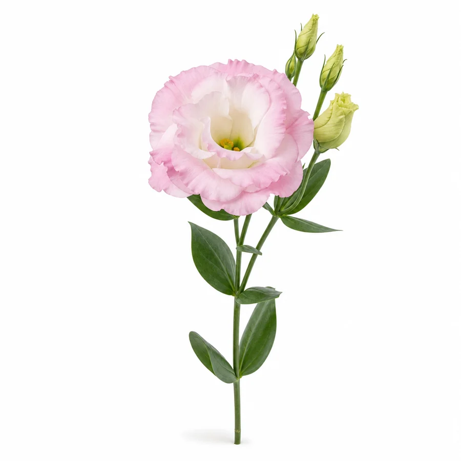 Eustoma (Eustoma grandiflorum) pe fundal alb