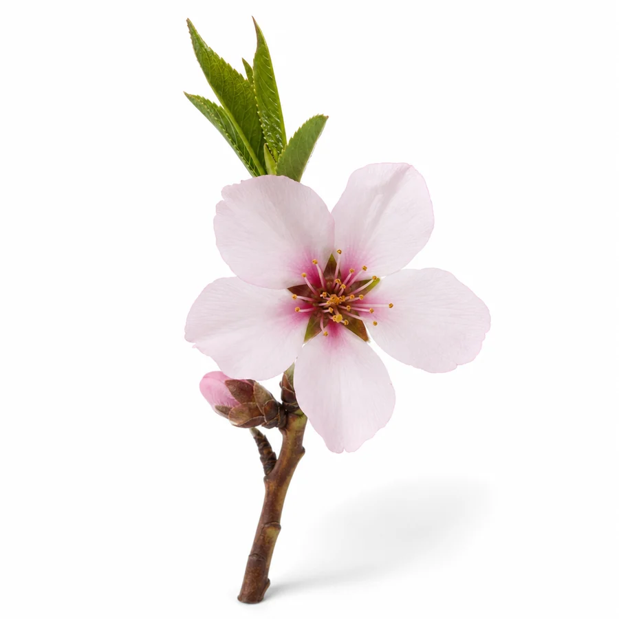 Floare de migdal (Prunus dulcis) pe fundal alb