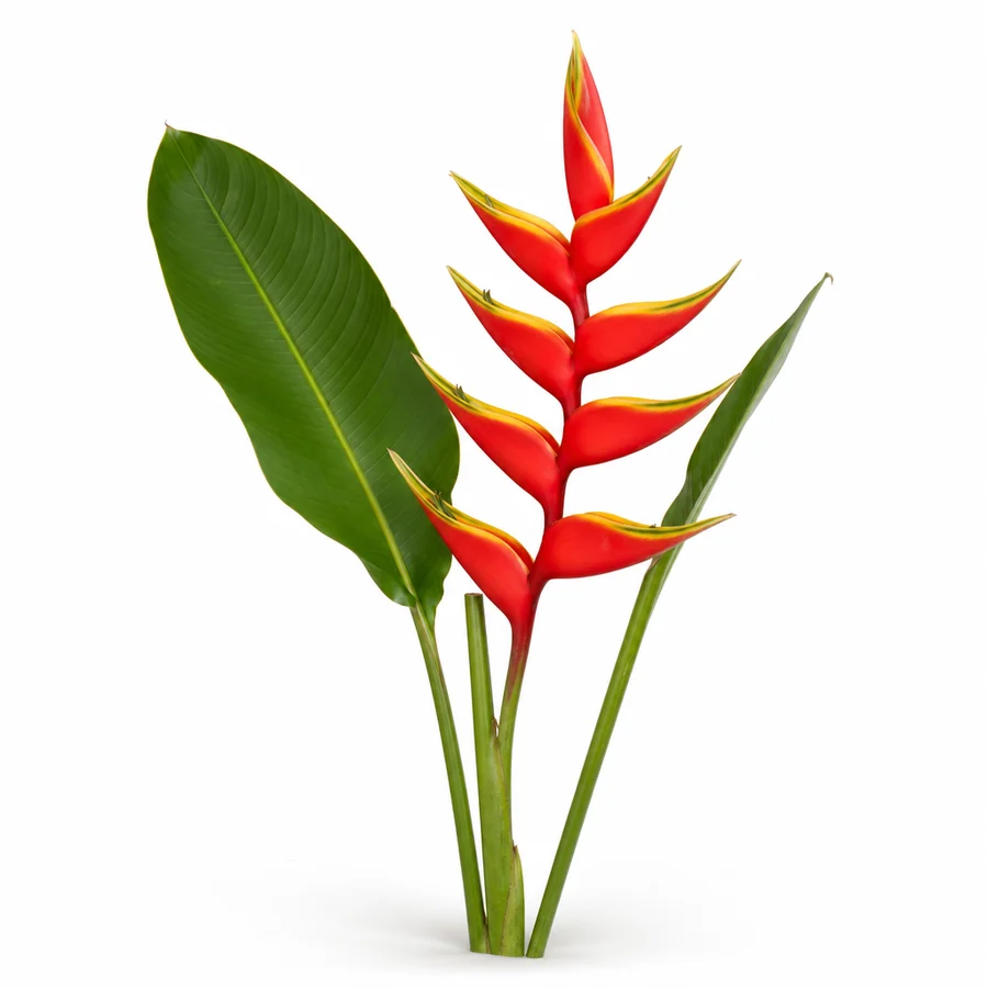 Heliconia (Heliconia rostrata) pe fundal alb