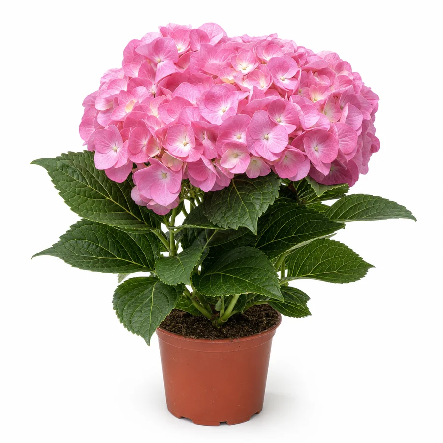 Hortensie (Hydrangea macrophylla) pe fundal alb